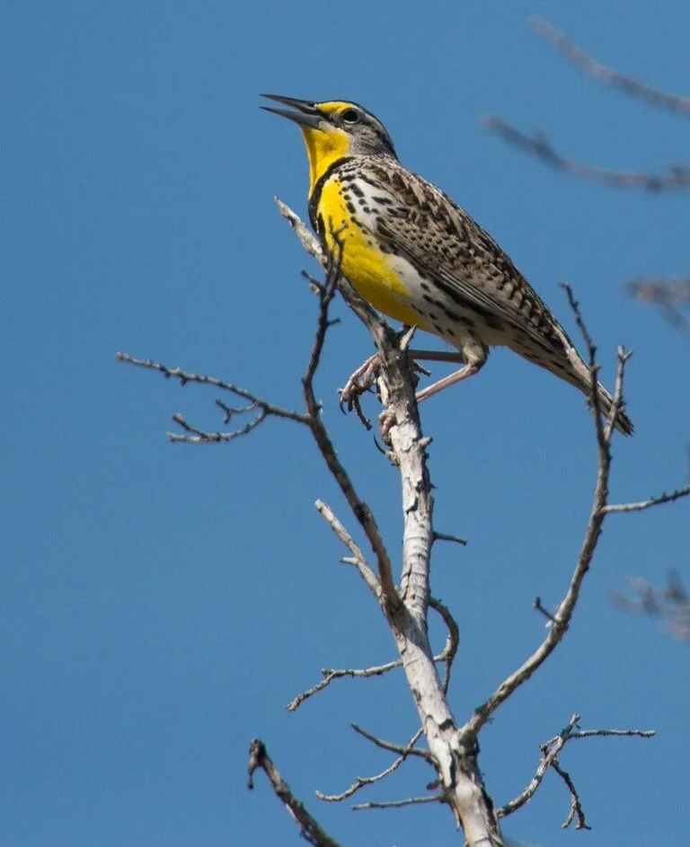 Western meadowlark. Photo by Kris Kristovich