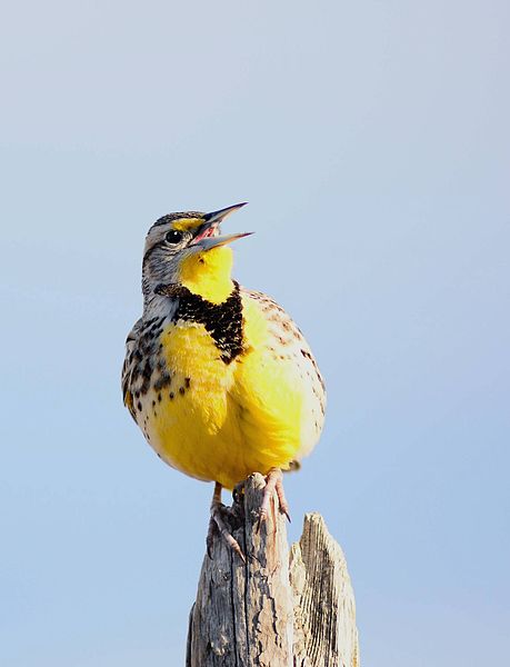 Western meadowlark. Photo by USFWS