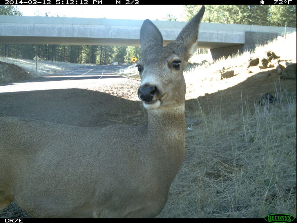 A deer shocked by our lack of understanding. Photo: Leslie Bliss-Ketchum (captured by a camera at the Sunriver underpass)