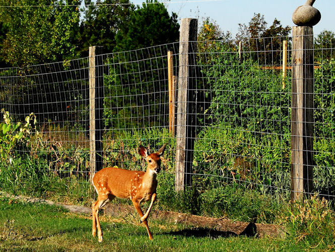 Yep, big fences really work. Photo by www.democraticunderground.com