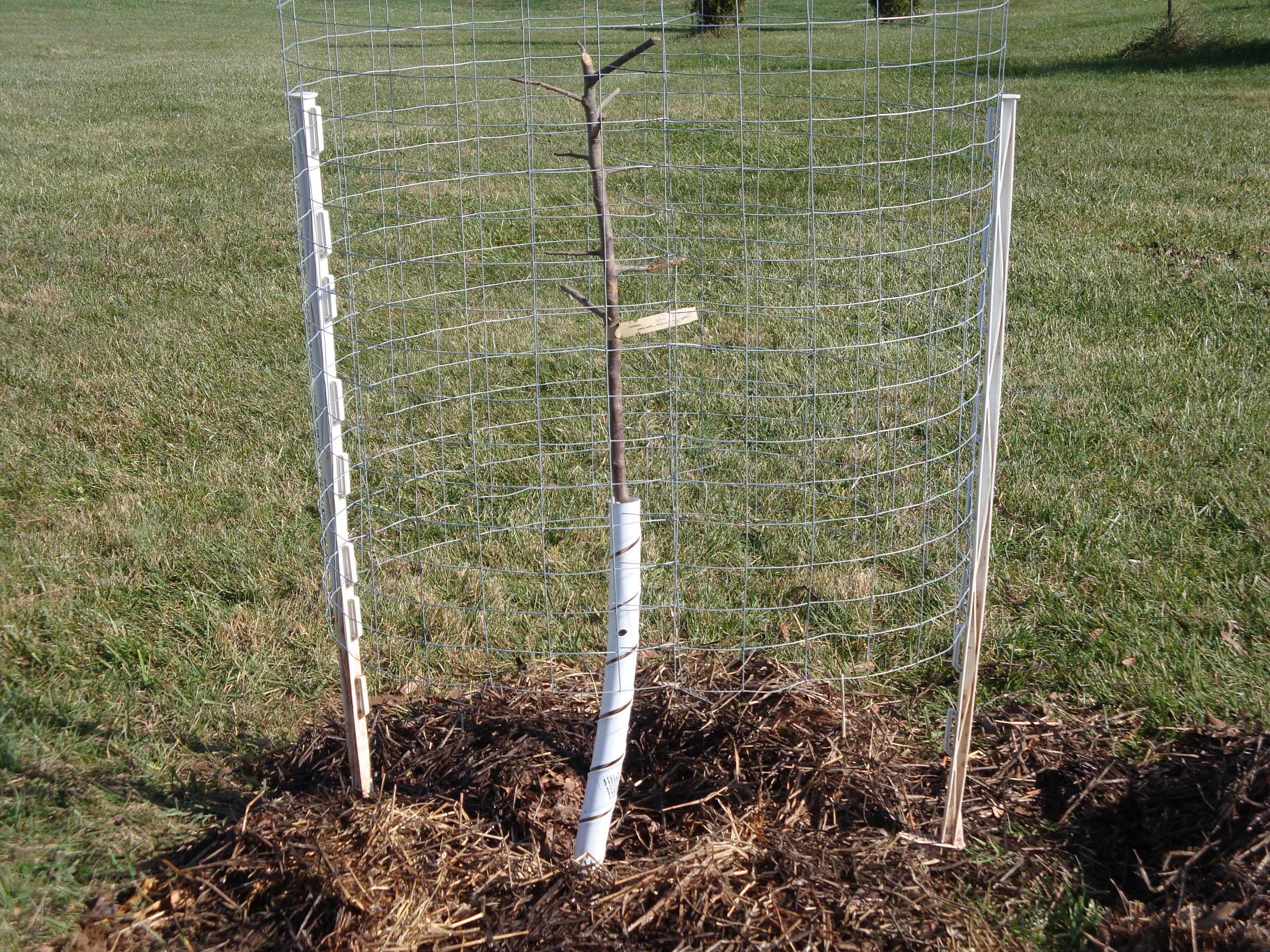 A little wire fencing can help (this one also has a wrap). Photo: www.always-outdoors.com