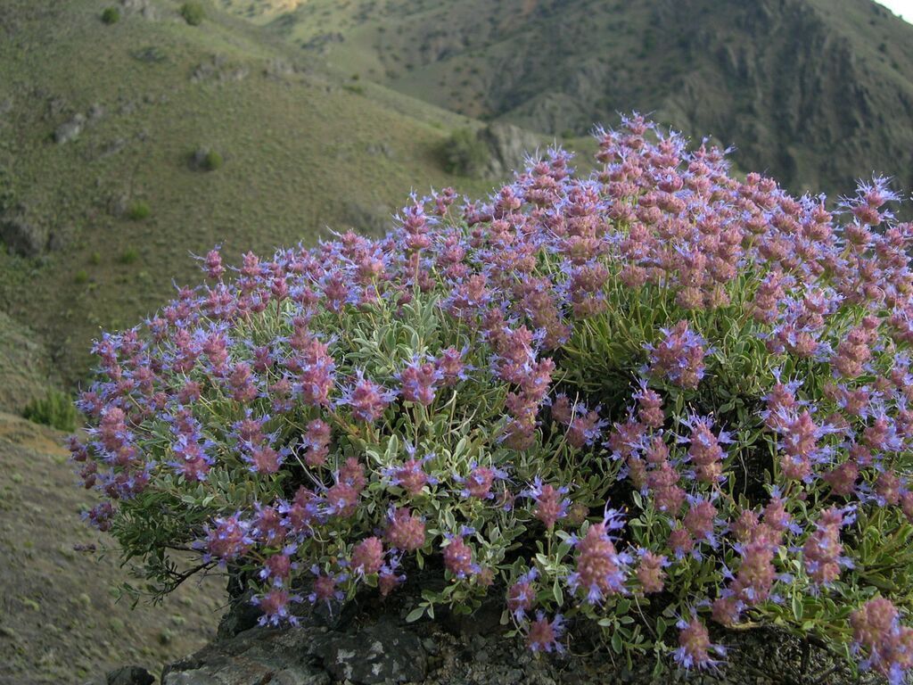 Purple sage is one of the prettiest and best-smelling shrubs in Central Oregon. Photo: WinterCreek Nursery