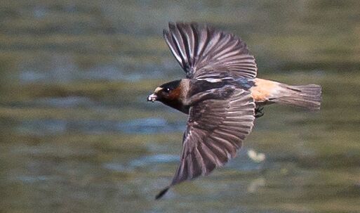 A cliff swallow captured mid-flight. Photo: John Williams