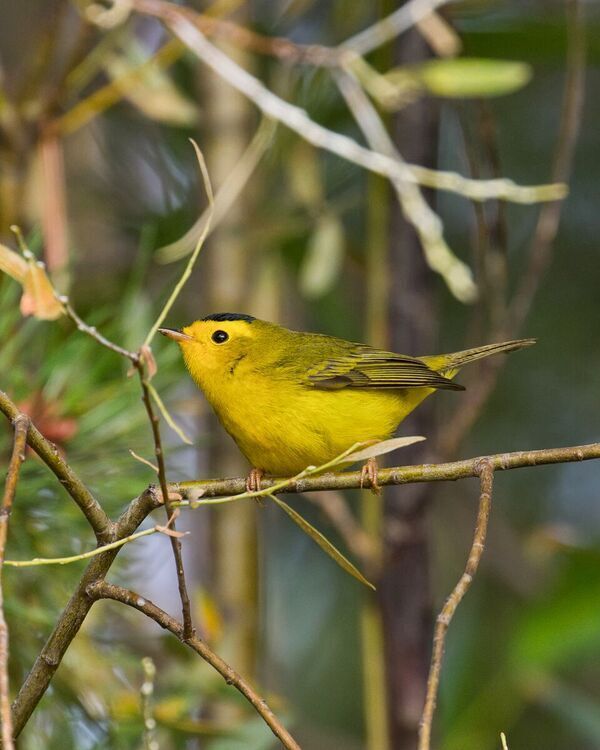 Note the little black cap that indicates a Wilson's Warbler. Photo: Tom Lawler