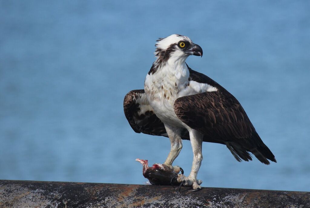 Osprey eat almost nothing but small fish. Photo: Chuck Gates