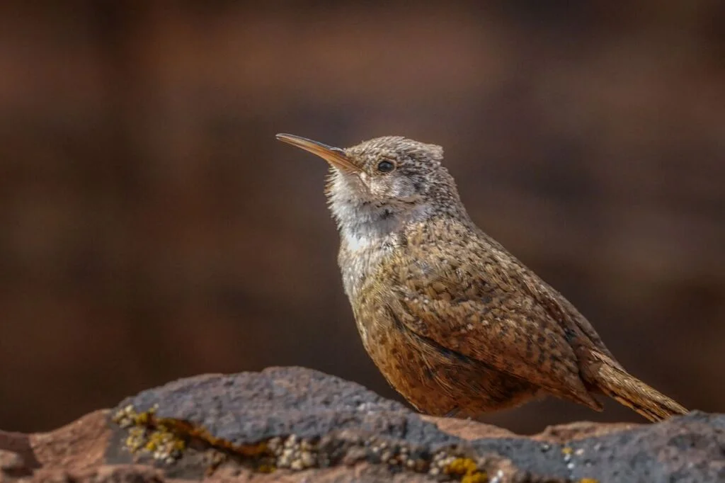 Canyon wrens are hard to see, but their song is unmistakable. Photo: John Williams