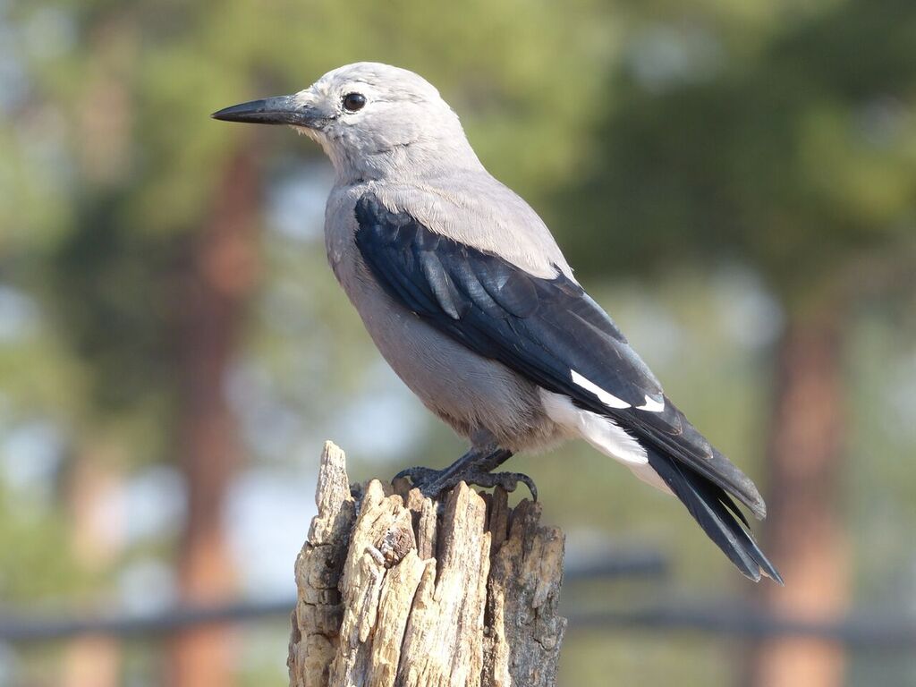 That tough beak is just right for tearing into whitebark pine cones. Photo: Mark Lundberg