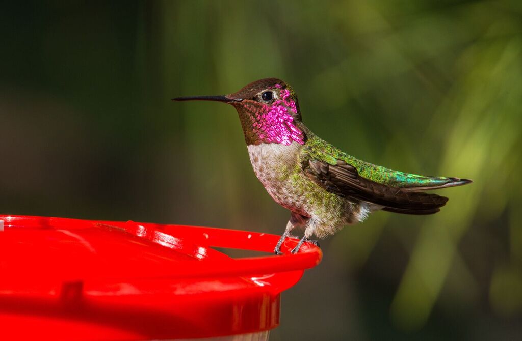 Anna's hummingbirds are the only species that sometimes over-winter in Central Oregon. Photo: Kris Kristovich