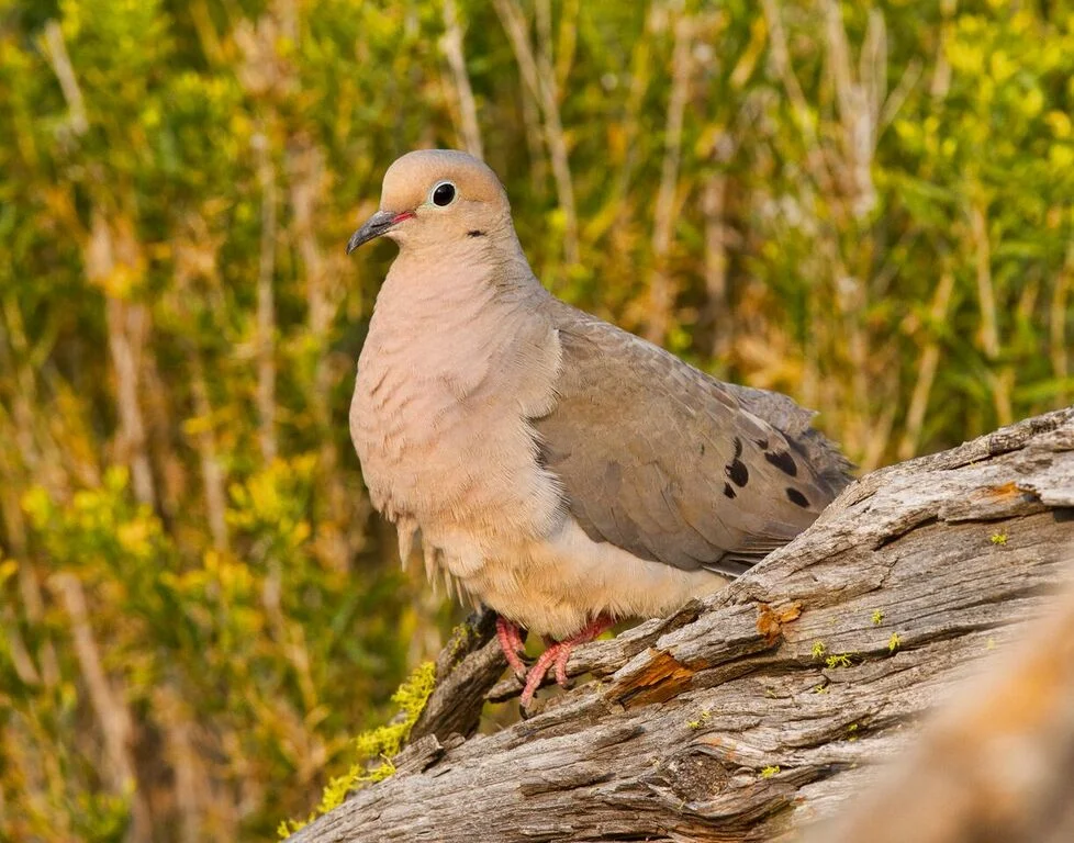 Mourning doves are native, and may be getting pushed out by the larger Eurasian collared doves. Photo: Tom Lawler