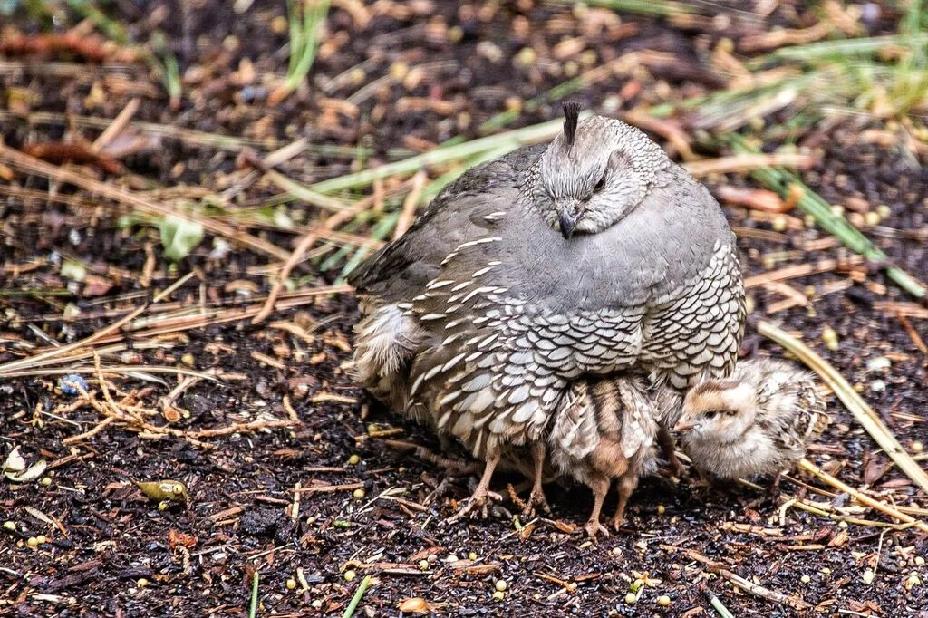 A mother quail tucking her chicks safely beneath her. Photo: Alice Doggett