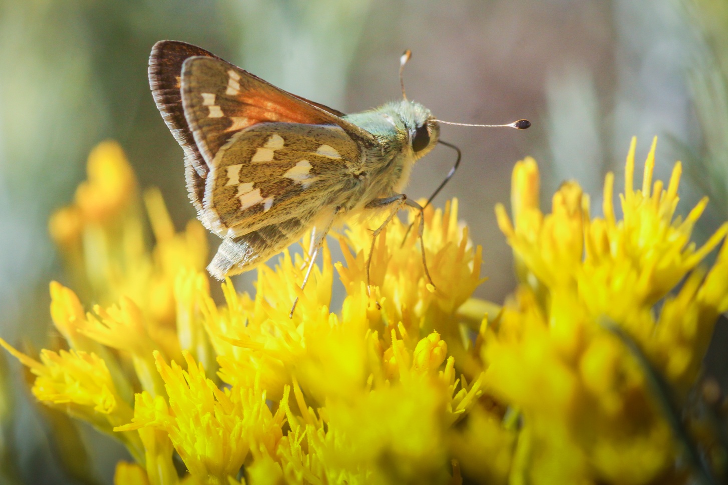 Juba Skippers might hear you coming. Photo: Sue Anderson