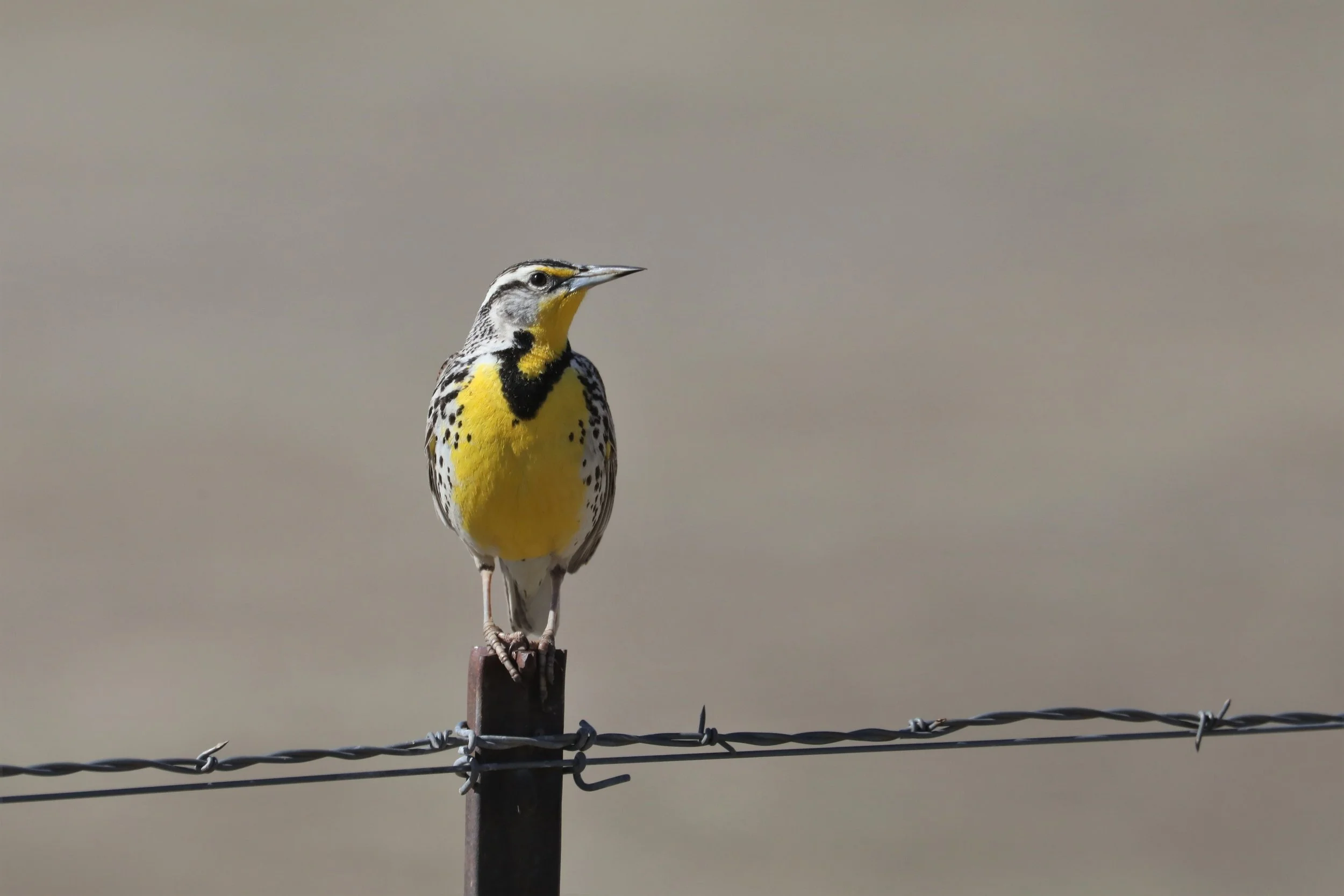 Don't Miss These Spring Songbirds 