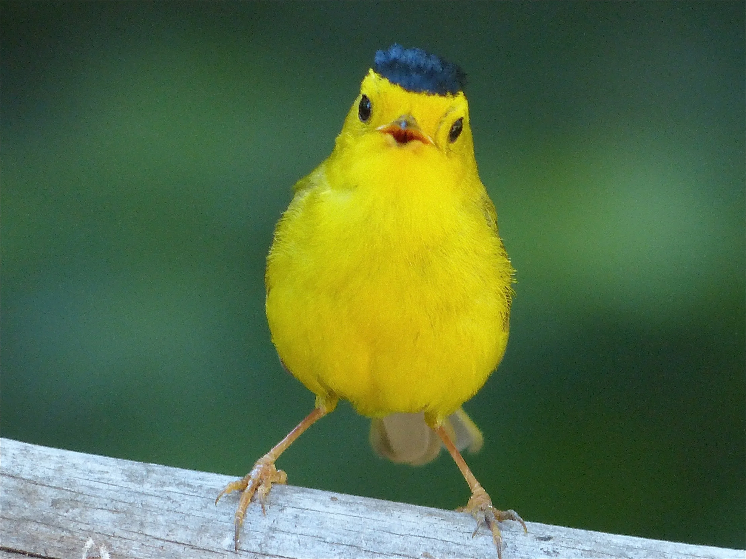 Are Wilson's Warblers singing? Who knows. Photo: Mark Lundgren
