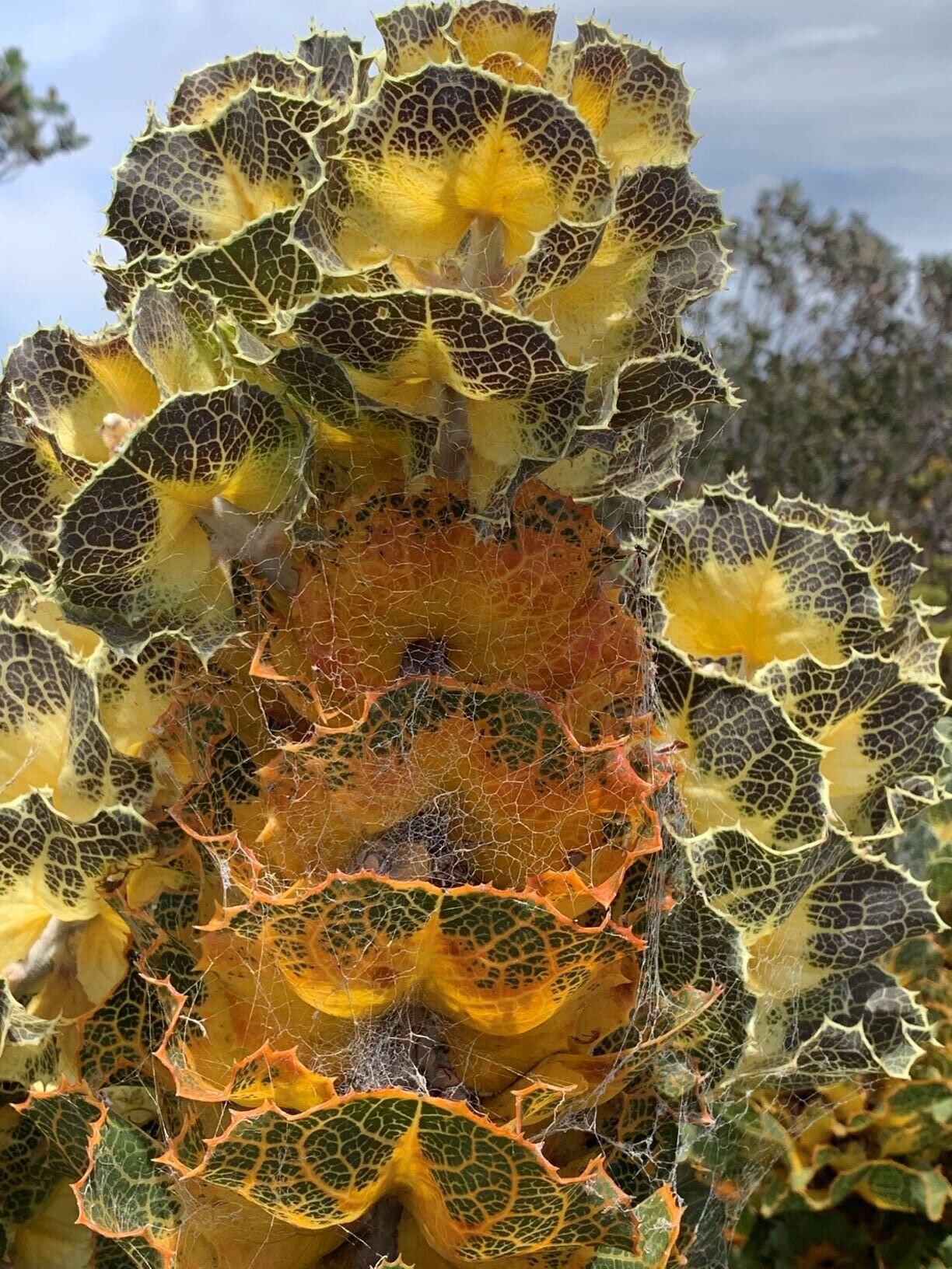 Photo 23-1-20, 11 06 04 am.jpg