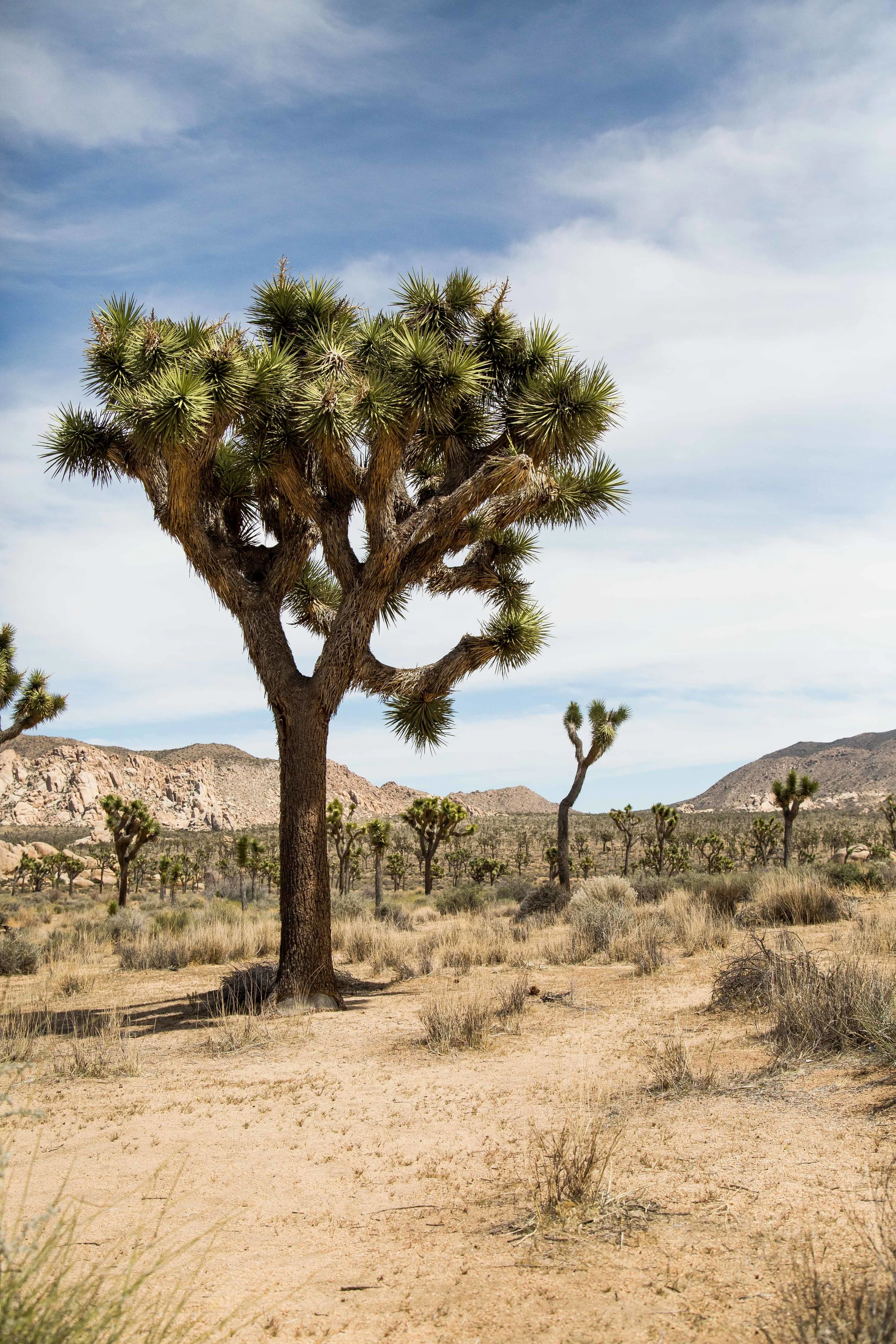 Jtree export A-5.jpg