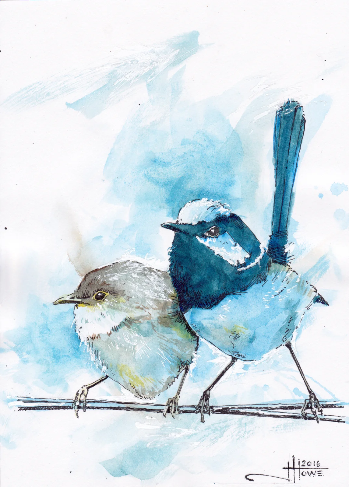 SUPERB FAIRY WREN watercolour