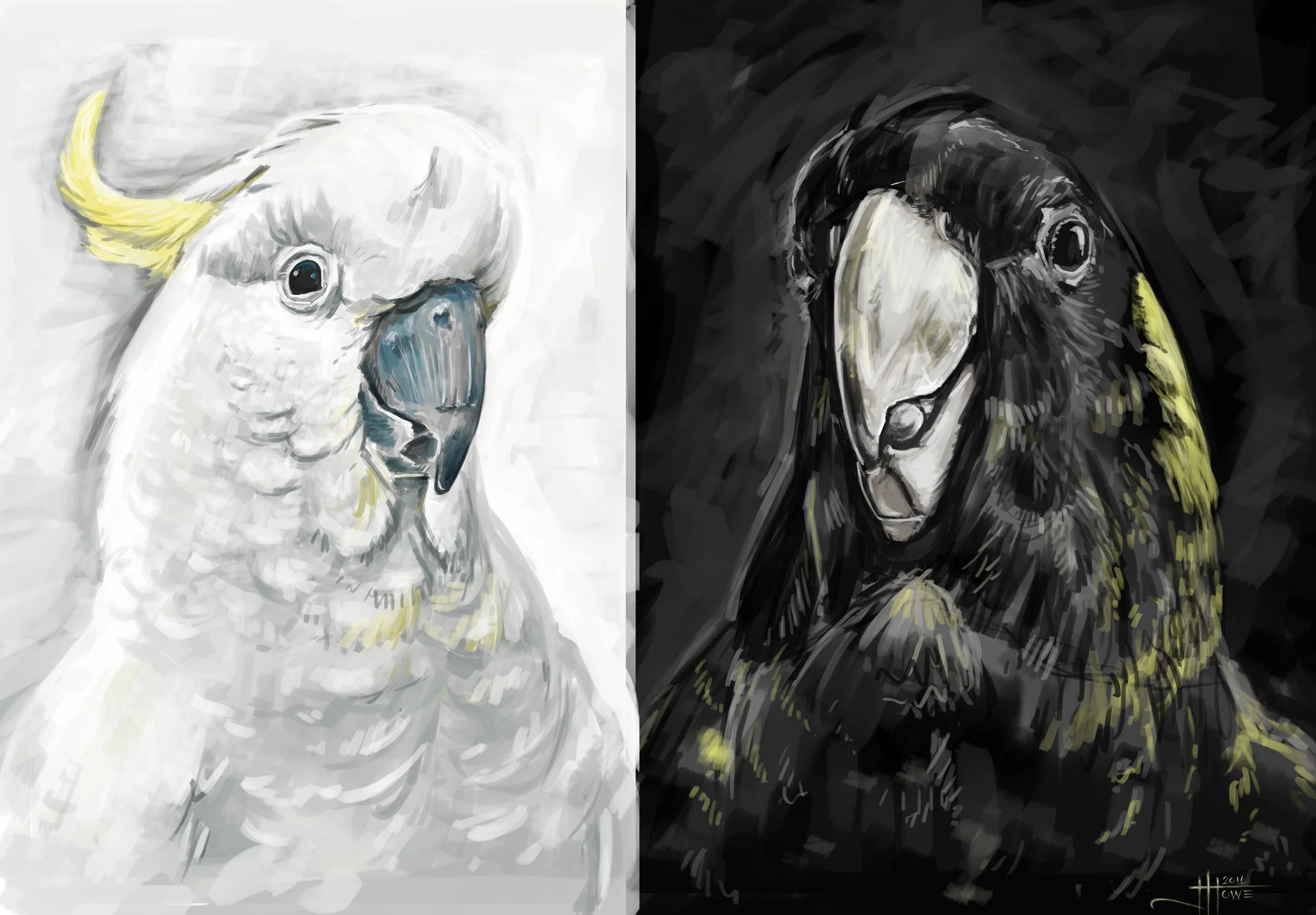 THE WHITE AND BLACK COCKATOO photoshop