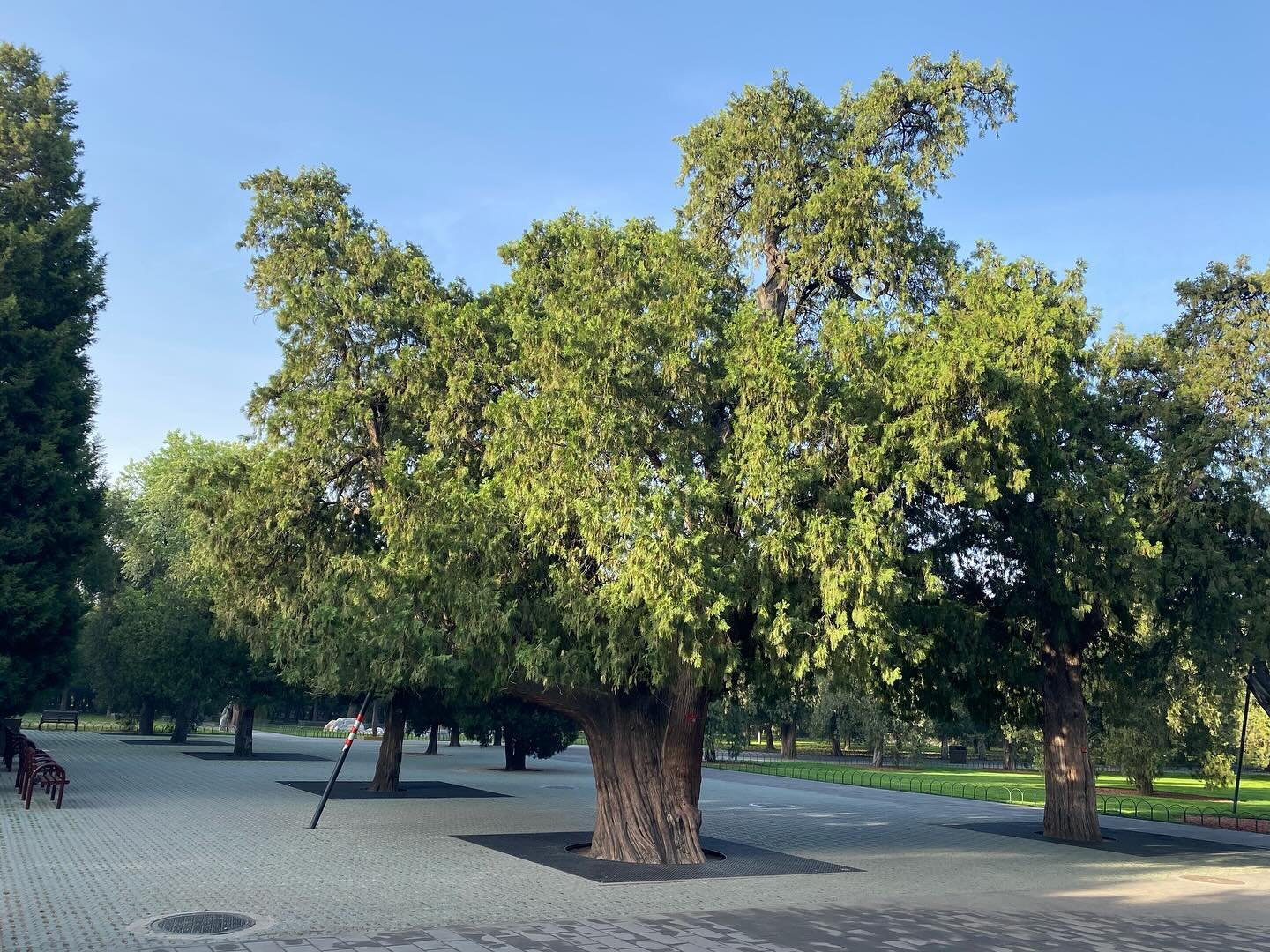 There are lots of rad trees in this world but there is only one Master Tree of TianTan. I have missed this place. #beijing #baguazhang #tiantan #flyingtortoise #thistreeisbetterthanyours