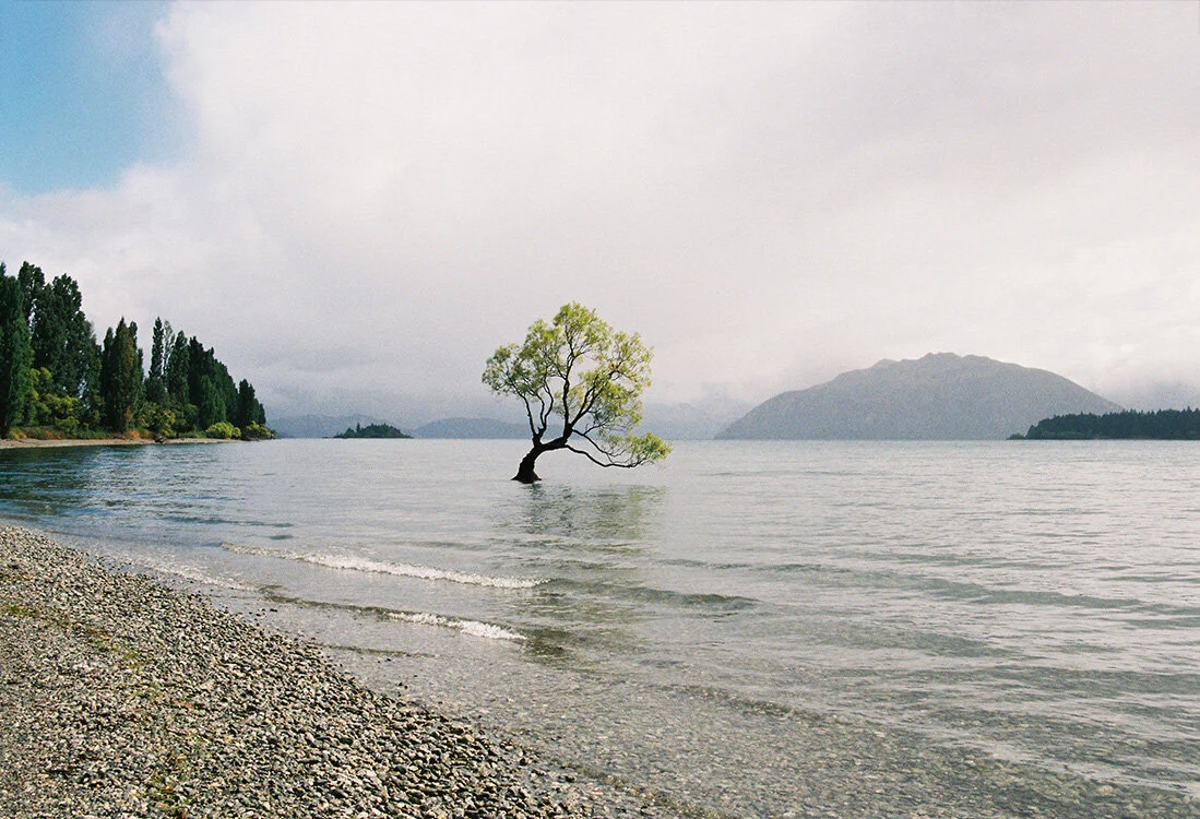 Wanaka Tree