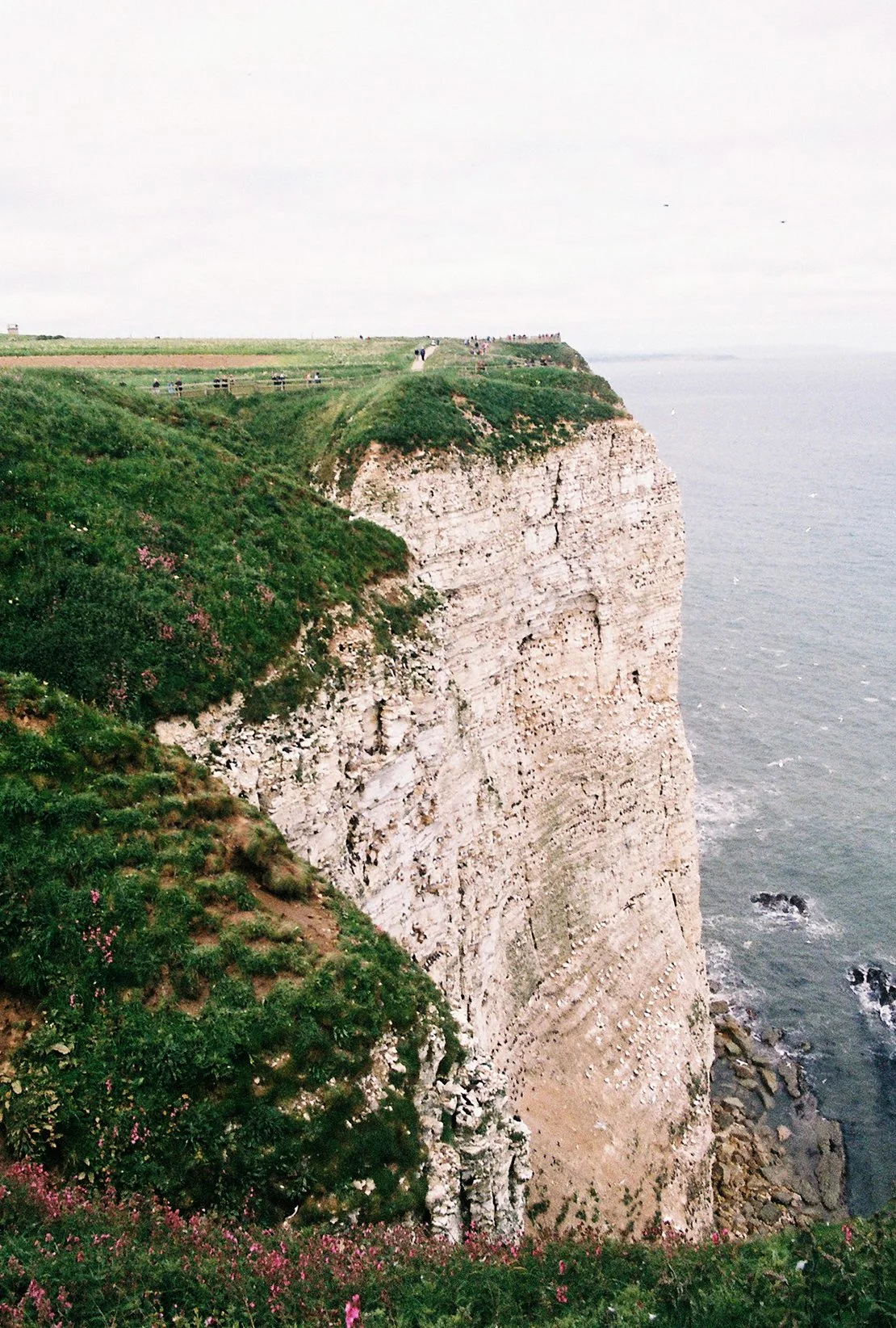 RSPB Bempton Cliffs