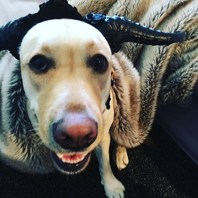 Possum has been watching Game Of Thrones this week - mostly for the Hound and the dragons. If you look closely, you may notice she&rsquo;s wearing my costume for the RWA cocktail party... #writerswithdogs #winteriscoming #writingpartner