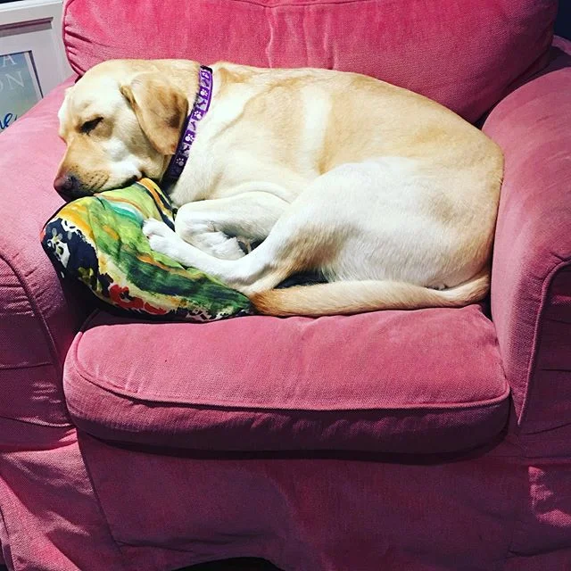 Early start for my writing partner. She&rsquo;s working through a couple of plot problems (and conserving energy for walkies) #writerswithdogs #amwriting #aussieauthor #australianwomenwriters #labrador