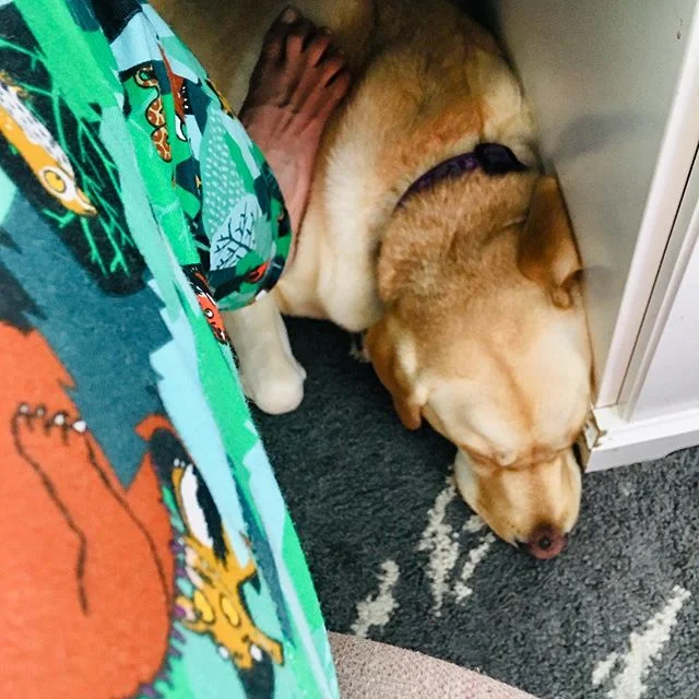 Apparently, some authors are able to write without their Gruffalo pajamas and their writing partner&rsquo;s loyal support (of their feet) but not me. Possum and I are hard at work - so much so that my tea has gone cold (tea not pictured) (but looks l