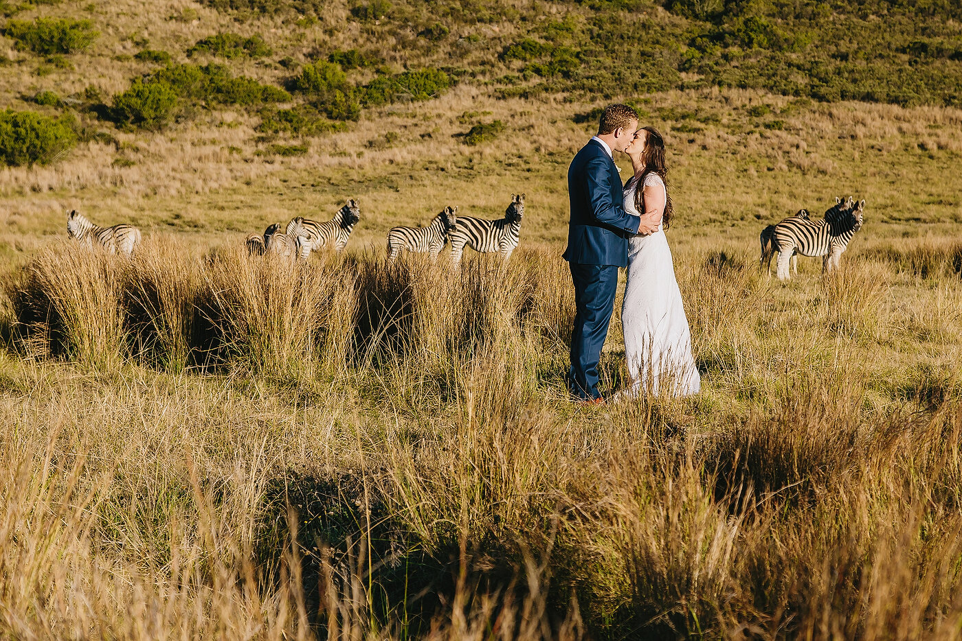 Elopement with Zebra in the wild in the Garden Route of South Africa.