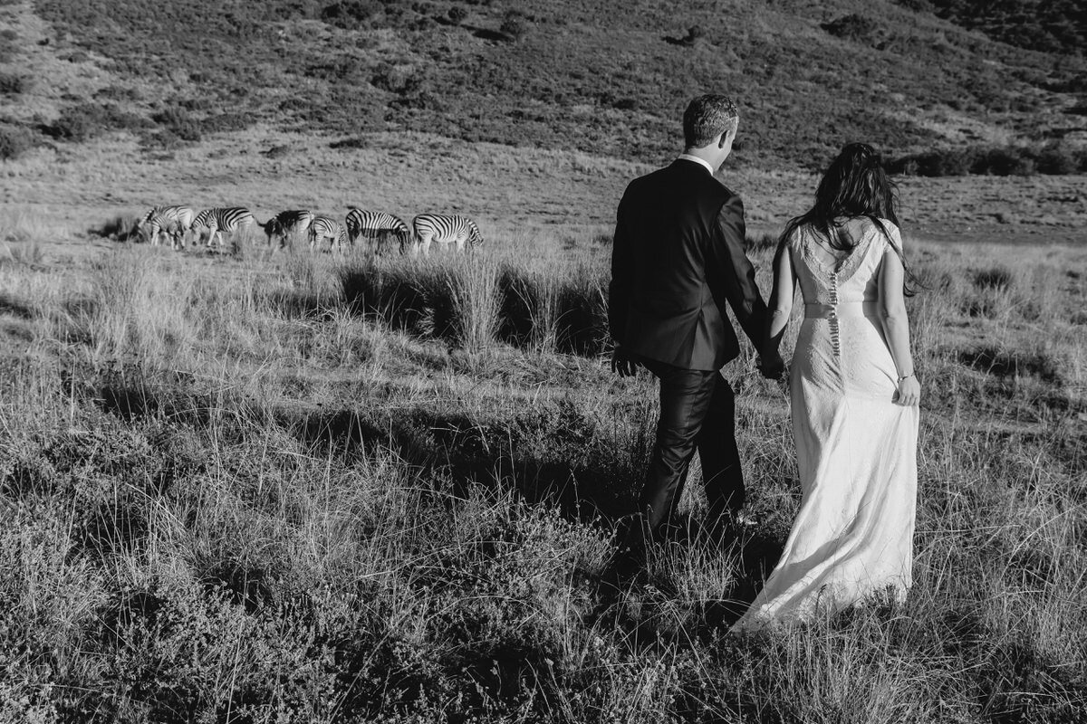 Bride and Groom with Zebras in the wild at Garden Route Wedding Venue.