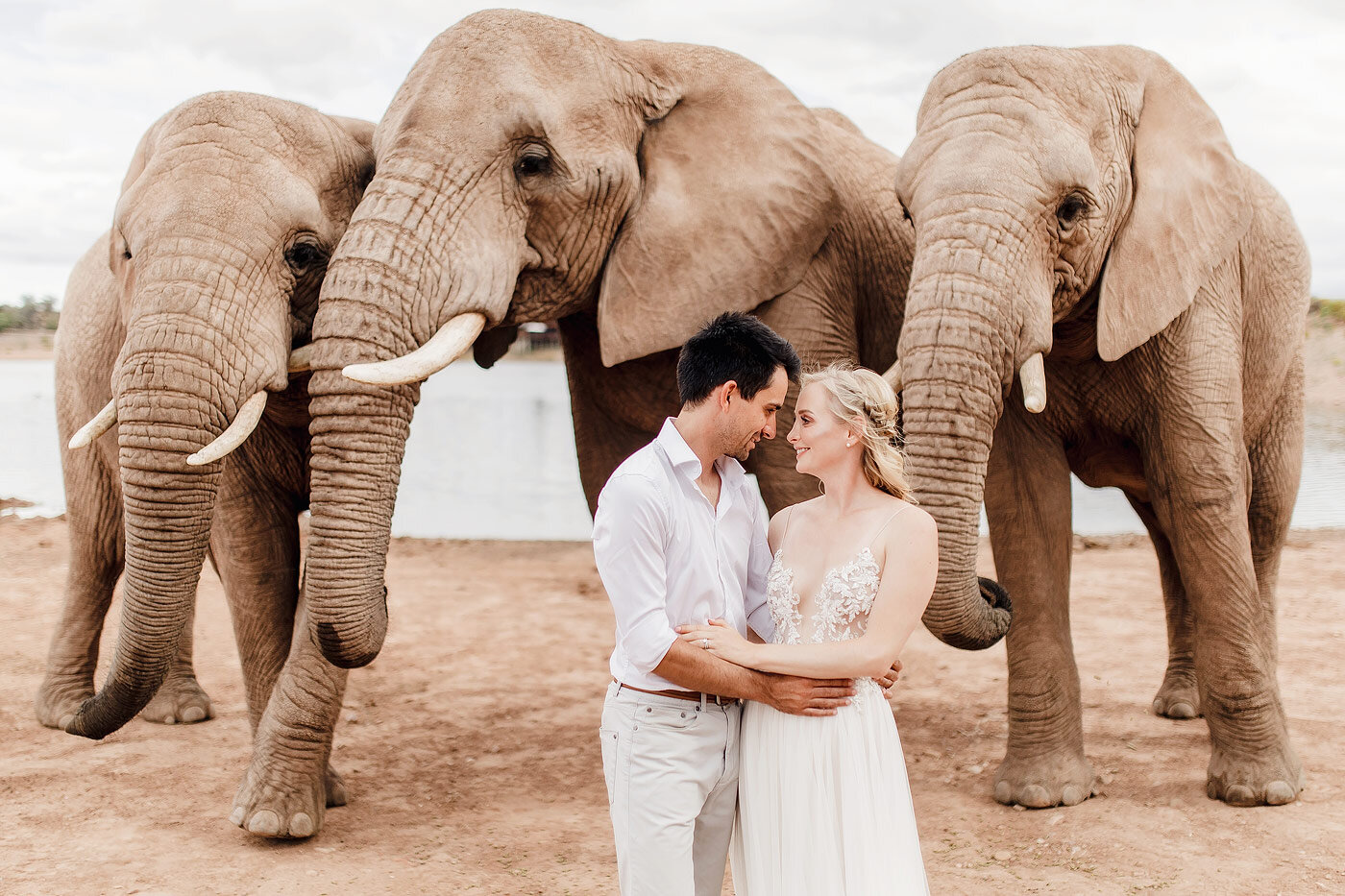  Post Wedding trash the dress photo’s with Rob, Alicia and friendly elephants at the Buffelsdrift Game Reserve in Oudtshoorn. 