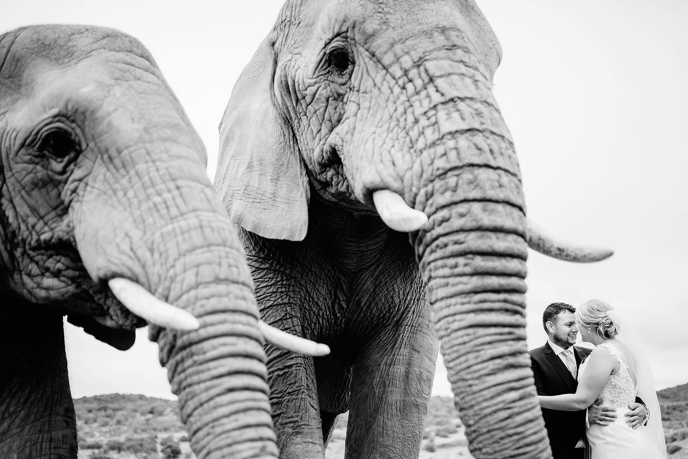 Wedding Photos with Elephants in the Karoo.