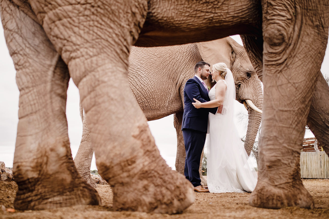 Bride and groom wedding portraits with  elephants in the Karoo.