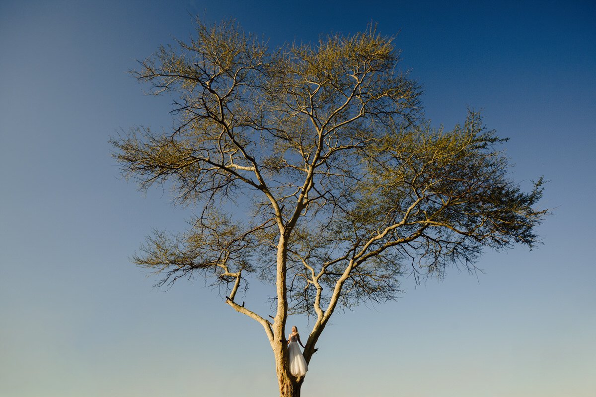 Bride portrait in a Yellow fever tree in Limpopo.