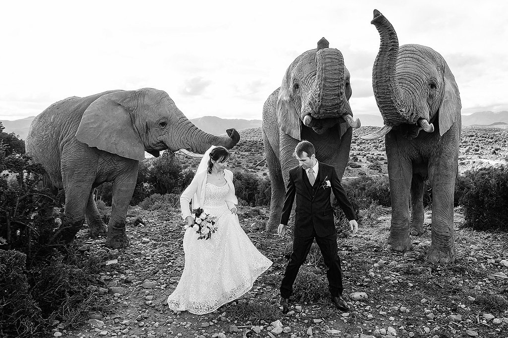 Karoo Wedding at Buffelsdrift Game Lodge in Oudtshoorn – Igor and Katya