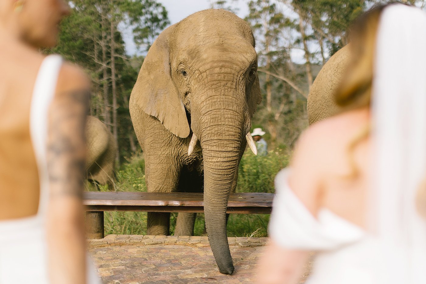 27_Wedding-Elopement-with-Kim-and-Kylie-at-Knysna-Elephant-Park-in-the-Garden-Route.jpg