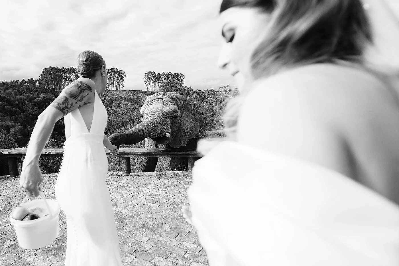 28_Wedding-Elopement-with-Kim-and-Kylie-at-Knysna-Elephant-Park-in-the-Garden-Route.jpg