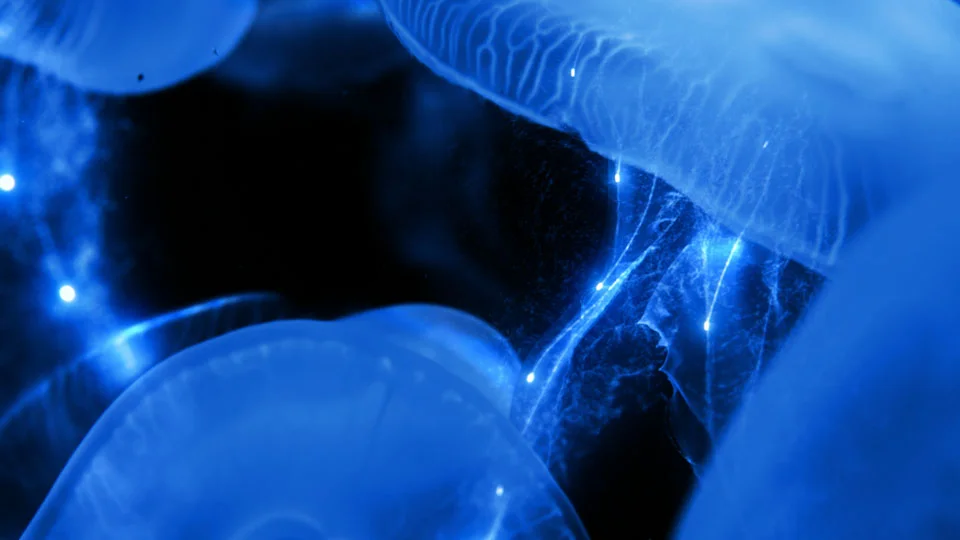 quant_0006.jpg