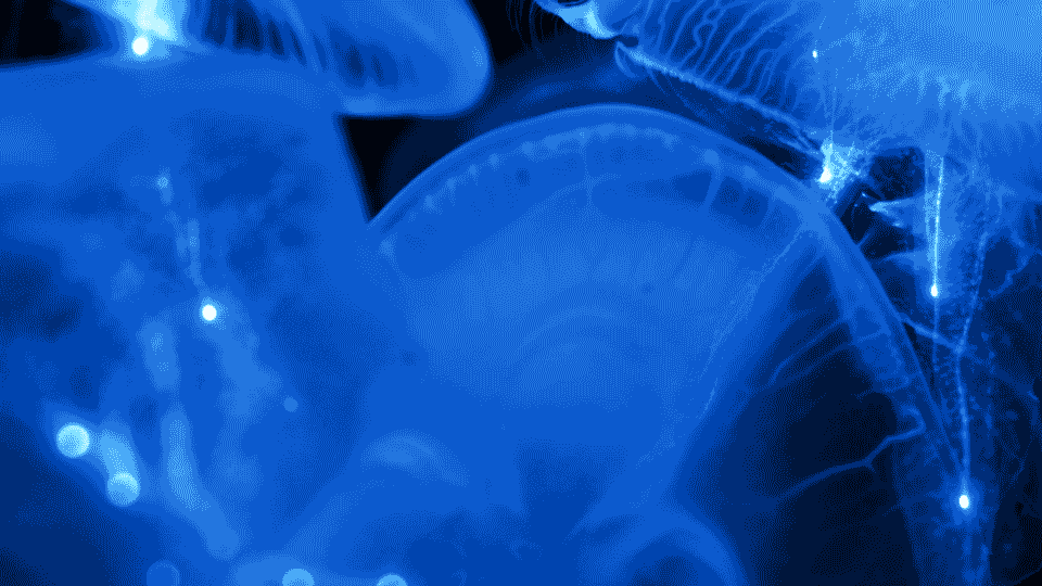 quantwall2.gif
