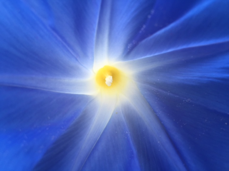 Picture1.png