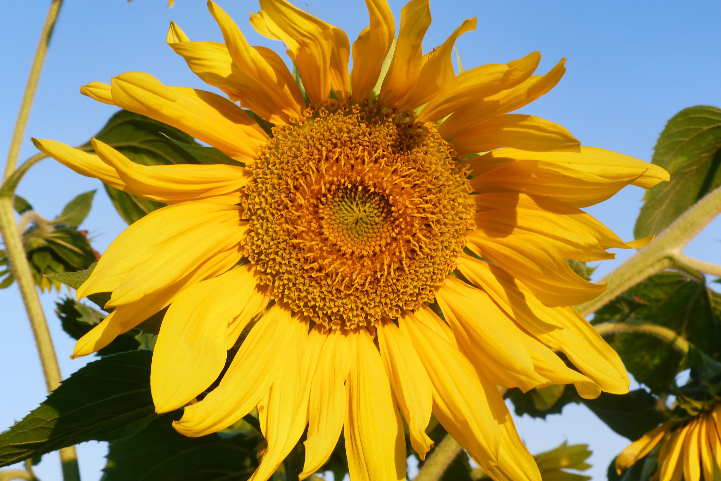 stockvault-sunflower129807.jpg