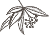 herb_1.png