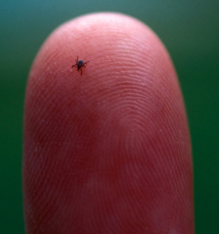 lyme.png