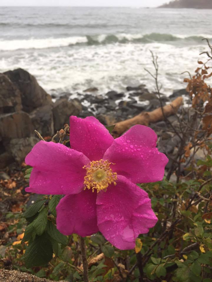rose with rain on petals.jpg