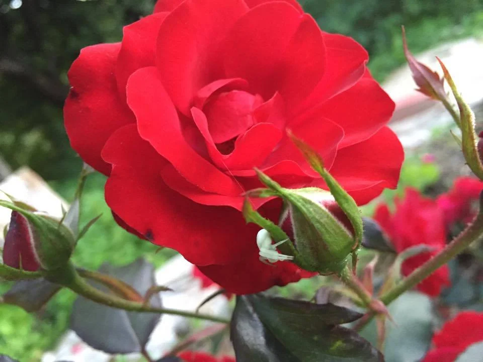 red rose my garden.jpg