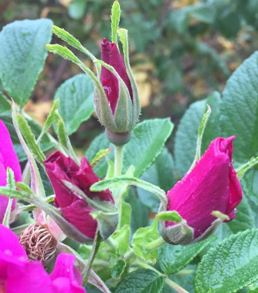 close up rose buds.jpg