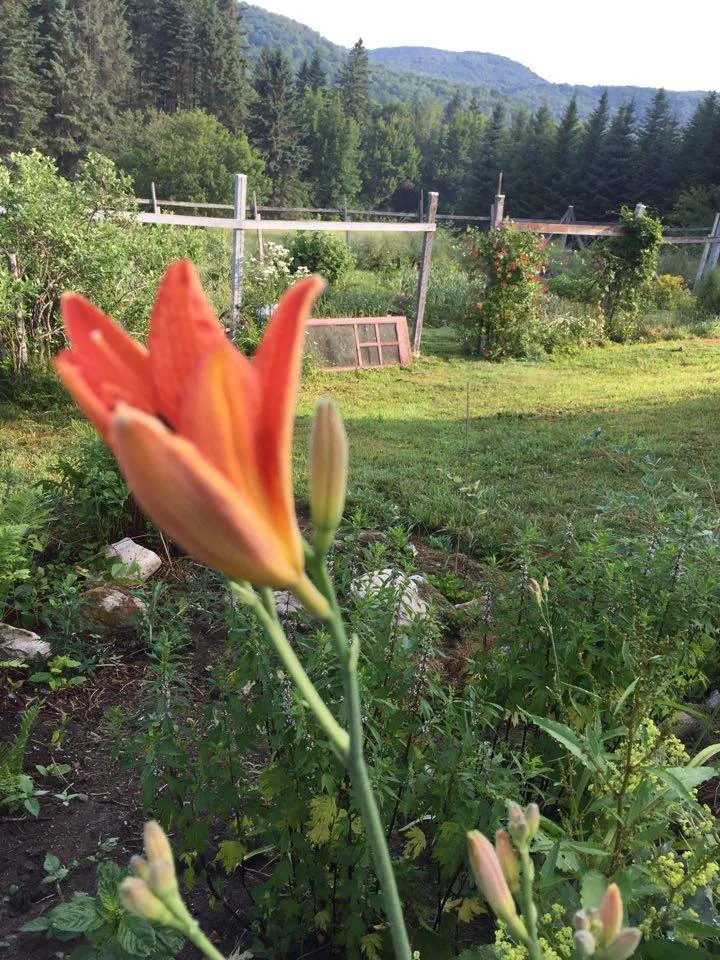view and daylily.jpg
