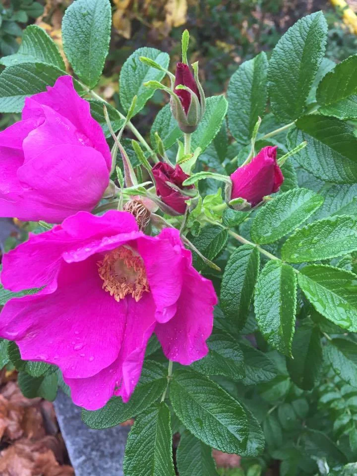 rugosa rose flower and buds.jpg
