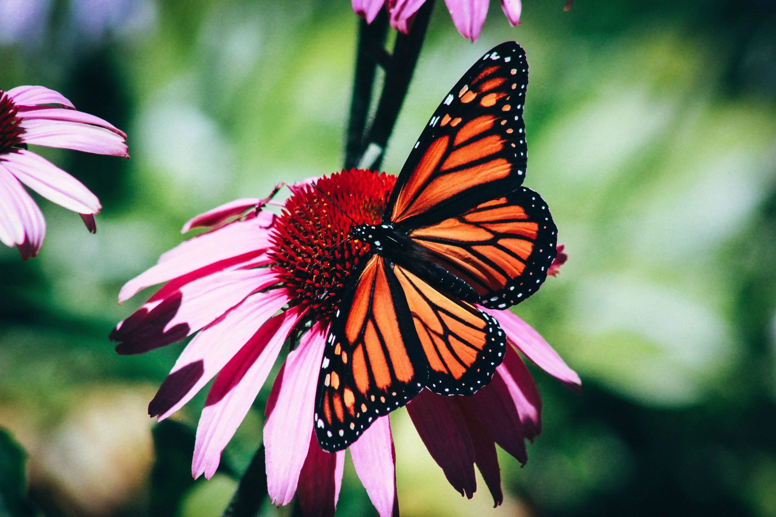 Nature as Healer | Women's Retreat | August 5th–7th 2022