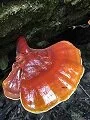 reishi.jpg