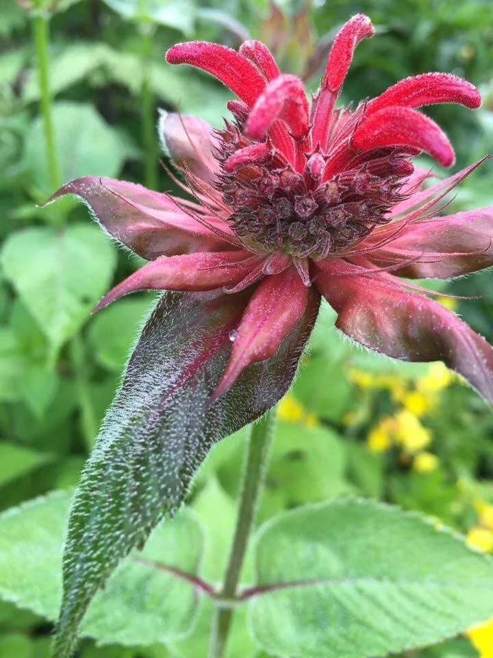monarda.jpg